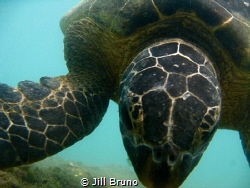 Hello Turtle by Jill Bruno 